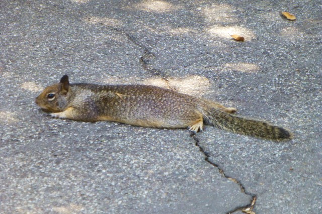 California Ground Squirrel splooting